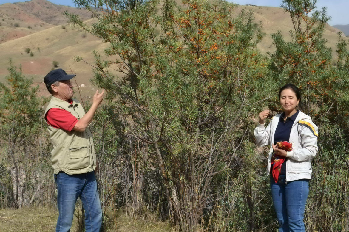 В Кыргызстане стартовал проект «Сохранение и восстановление естественной флоры и фауны в Северных отрогах Памира-Алайского хребта путем привлечения местного сообщества Кара-Кульжинского района Ошской области